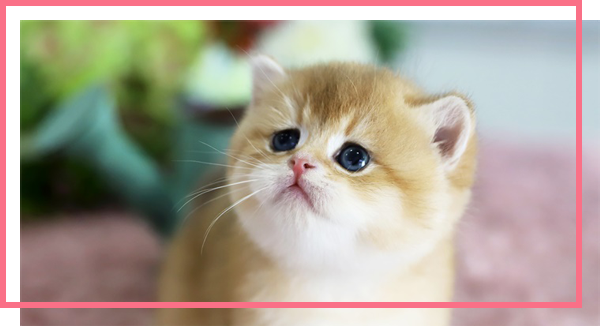 �ٸ��о�